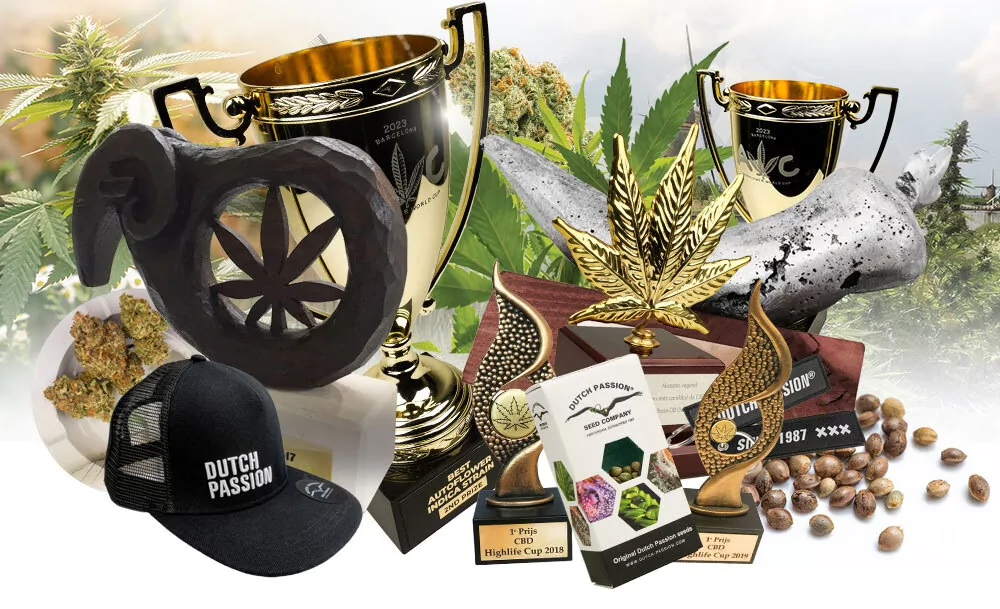Shop Dutch Passion cannabis seeds in the UK