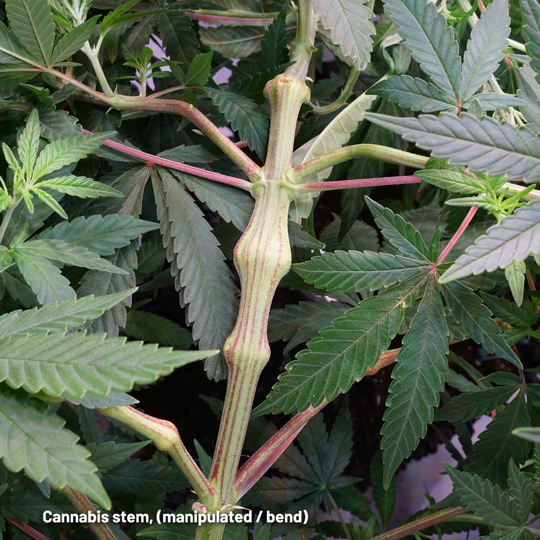 cannabis-stem-manipulated-bending-techinique