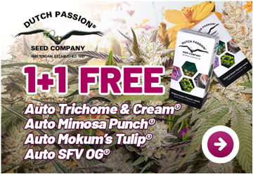 1+1 Free premium autoflowers