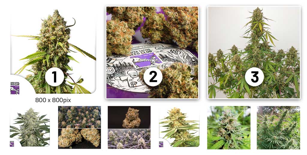 Super Sativa Seed Club varieties main picture (square - 800x800px)