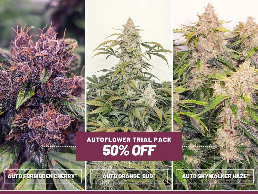 Dutch Passion new autoflower cannabis seeds trial pack