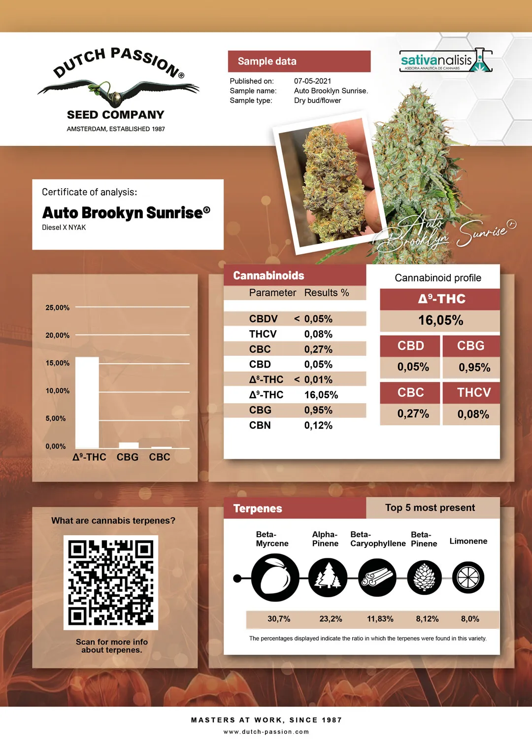 Auto Brooklyn Sunrise independent lab-test analysis