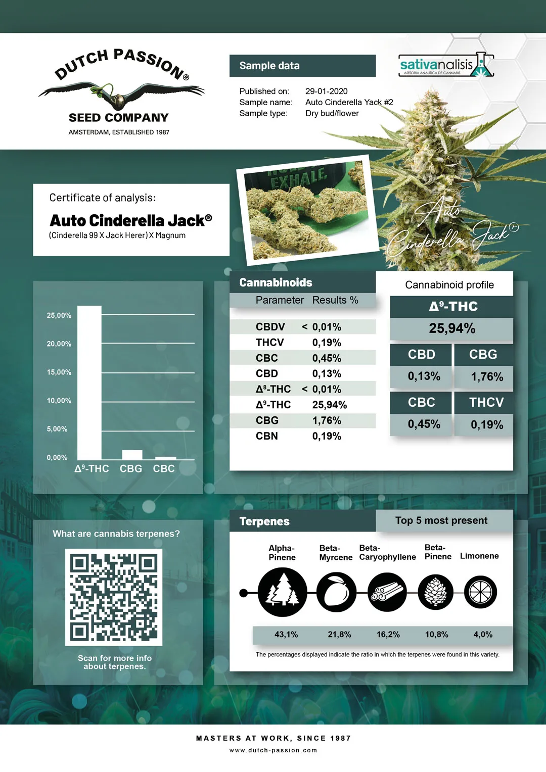 Auto Cinderella Jack independent lab-test analysis