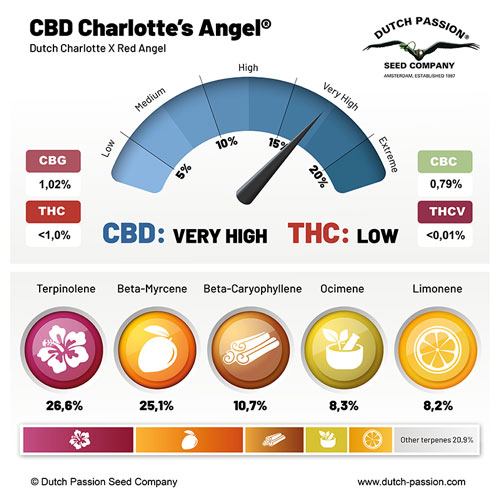 CBD Charlottes Angel Terpenes and cannabinoids