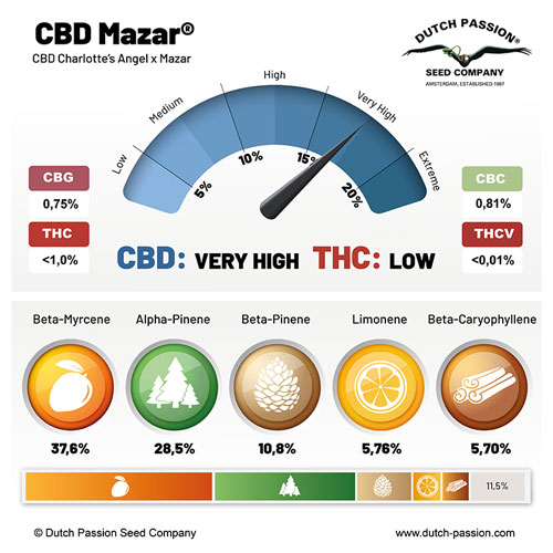 CBD Mazar cannabinoids and terpenes