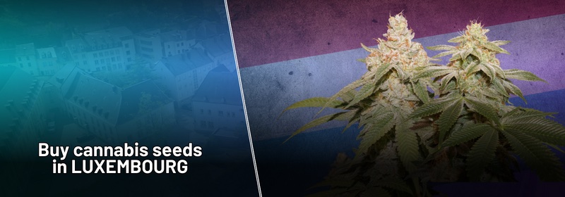 Buy cannabis seeds in Luxembourg