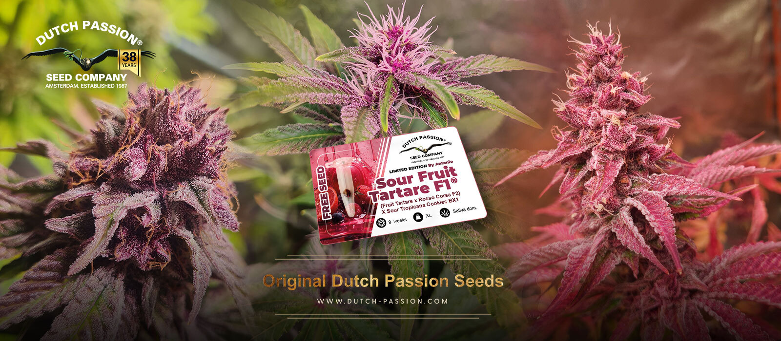 Sour Fruit Tartare F1 cannabis seeds