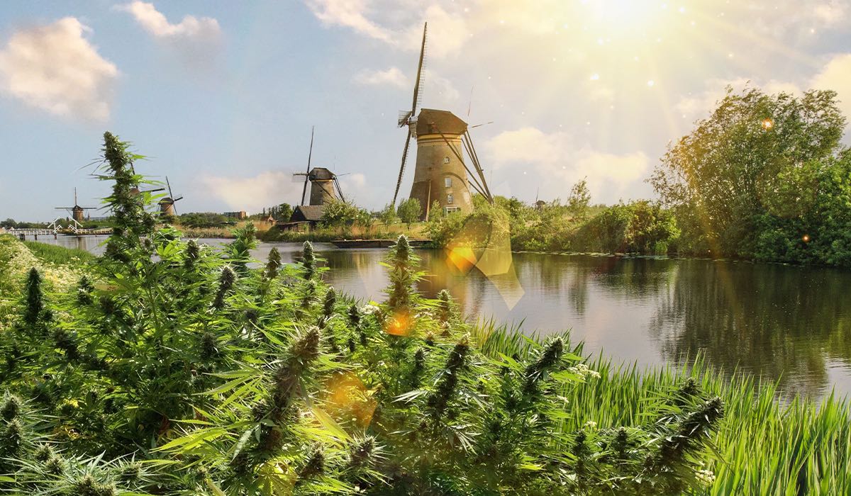 Le genetiche outdoor Made in Holland più resistenti