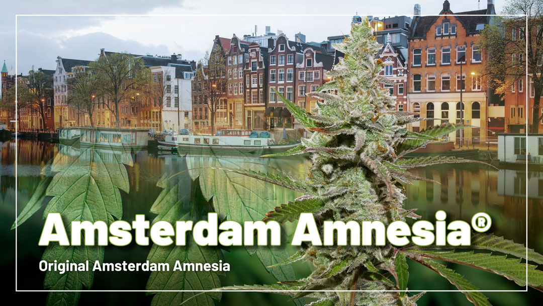 Amsterdam Amnesia