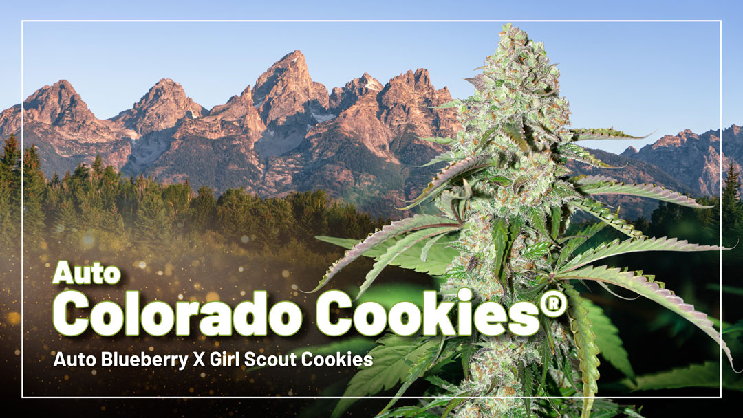 Auto Colorado Cookies
