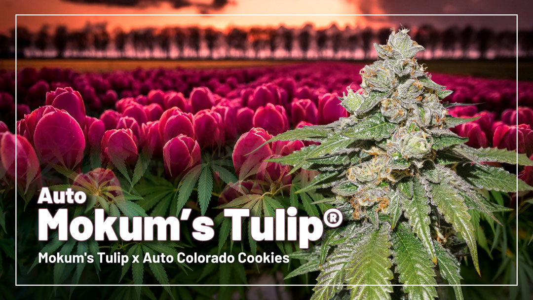 Auto Mokum's Tulip