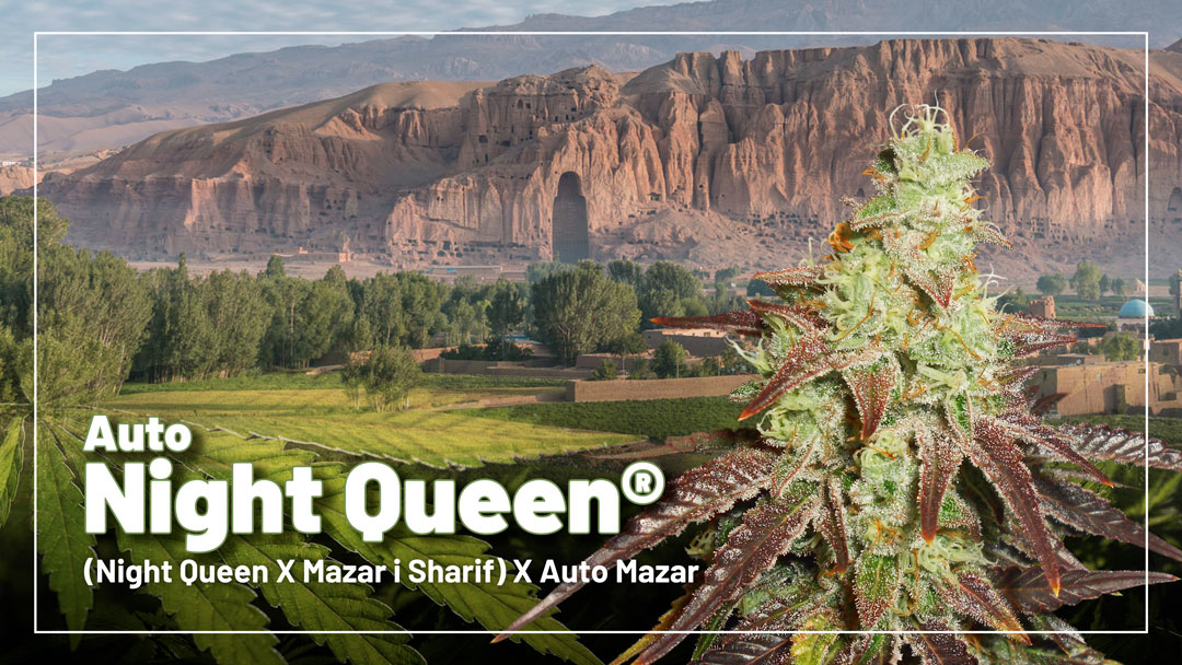 Auto Night Queen