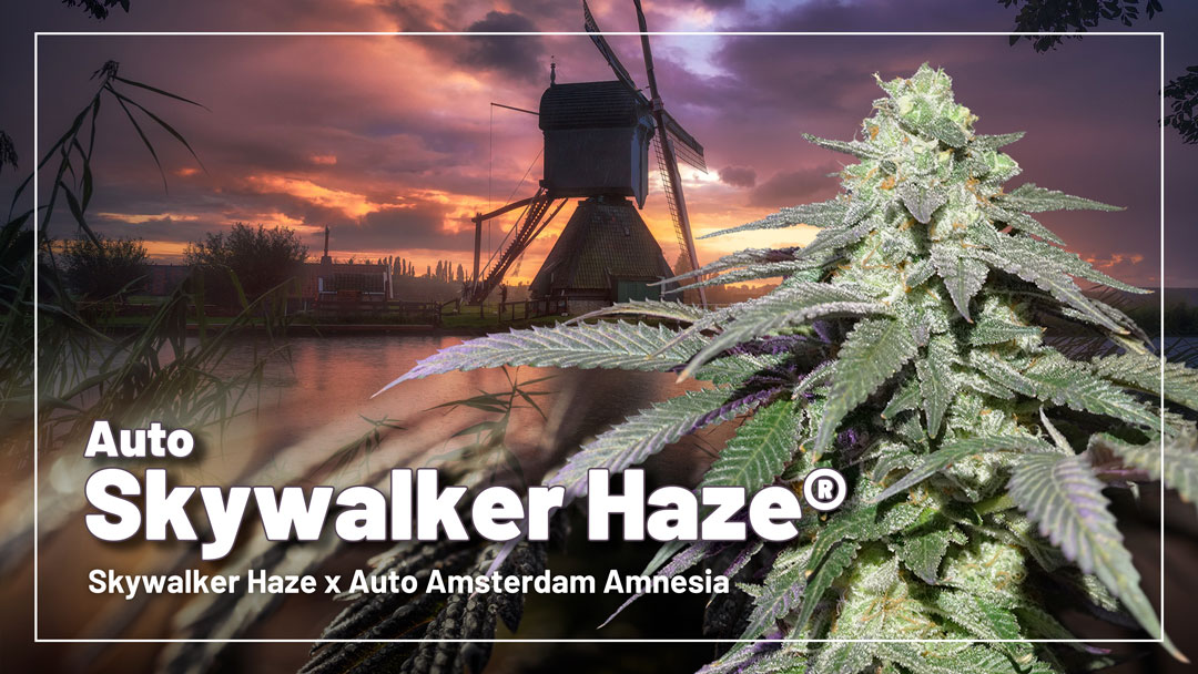 Auto Skywalker Haze