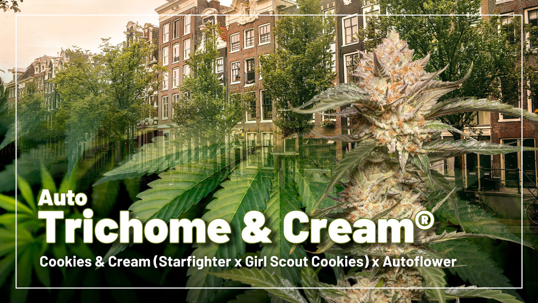 Auto Trichome & Cream
