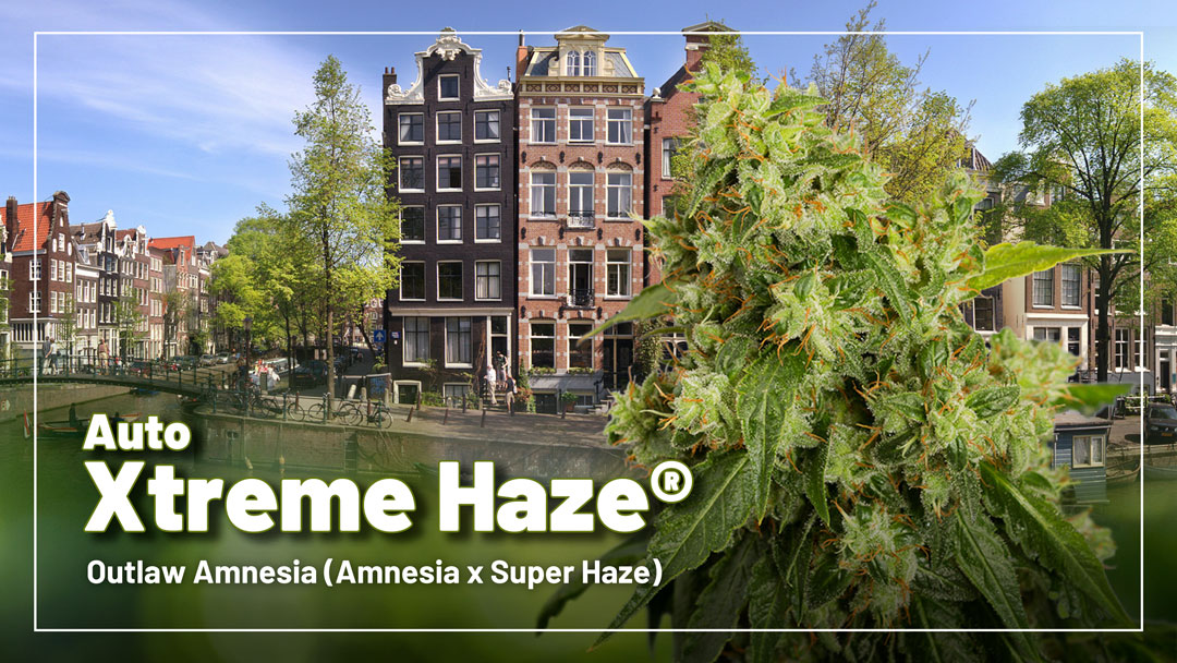 Auto Xtreme Haze