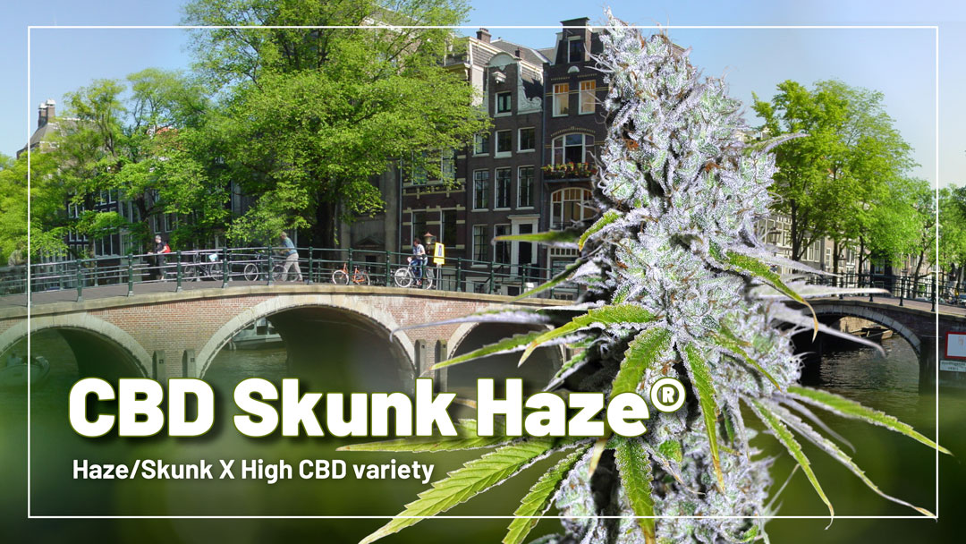 CBD Skunk Haze