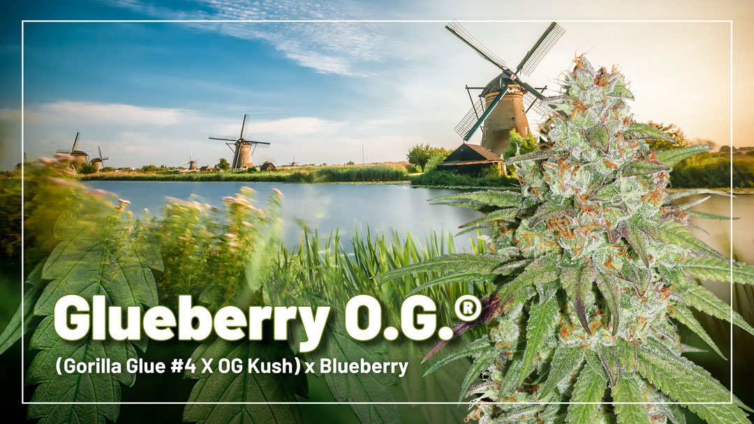 Glueberry O.G.