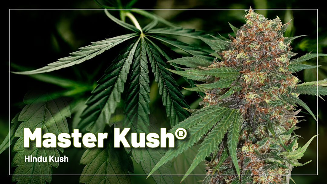 Master Kush