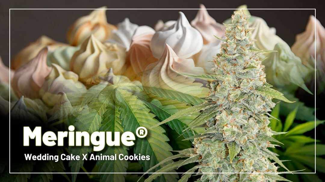 Meringue