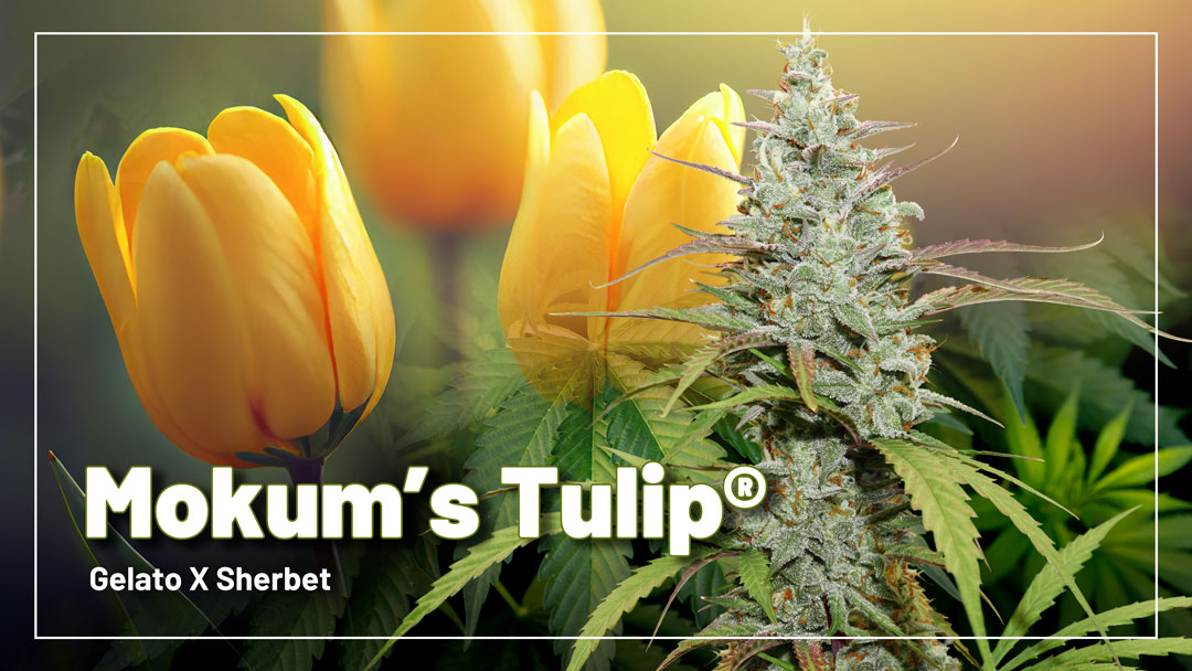 Mokum’s Tulip