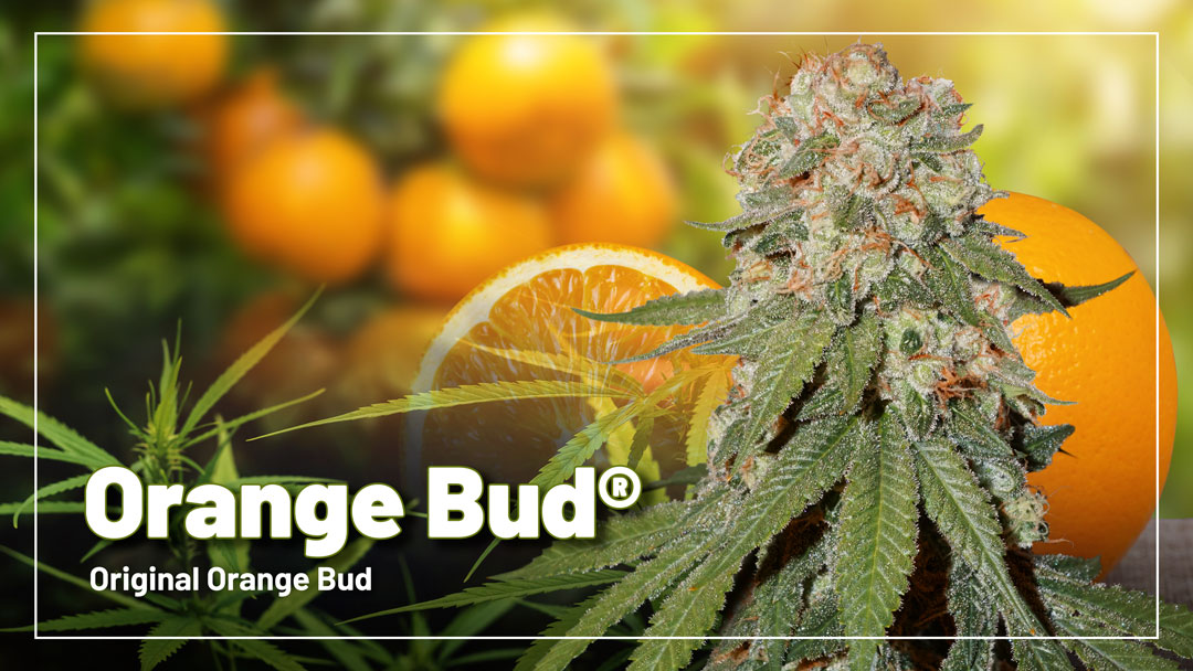 Orange Bud