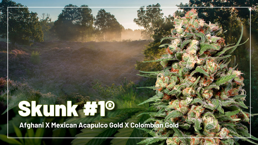 Skunk #1