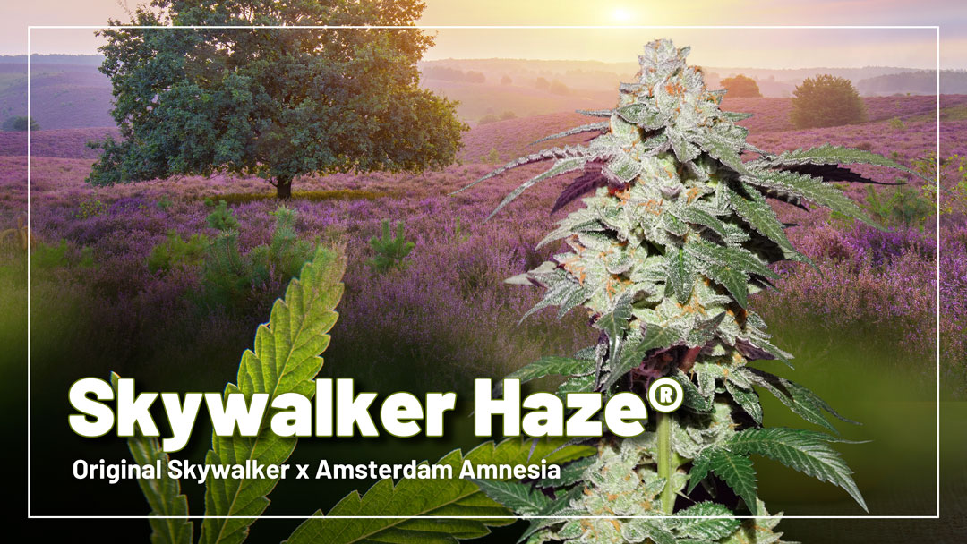Skywalker Haze