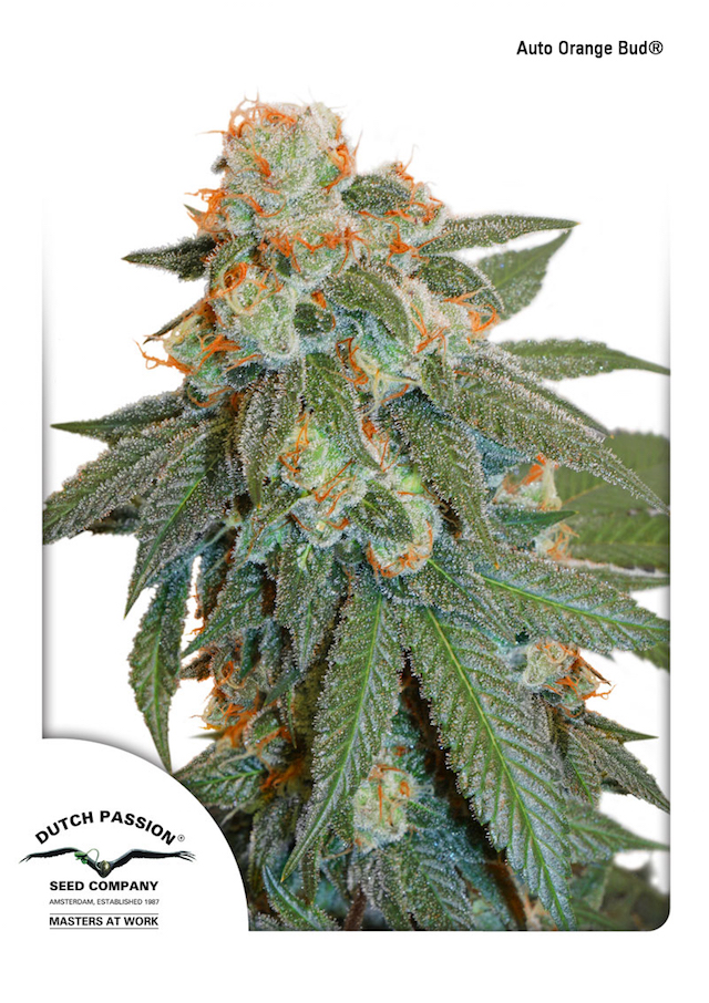 Auto orange Buds. Seed to harvest in around 75 days, easy to grow with a THC rich finish