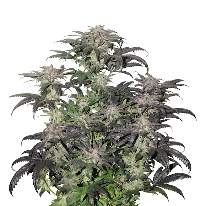 Bubba Island Kush, anti-anxiety smoke