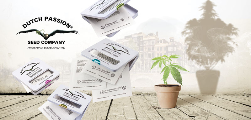old-genetics-quality-dutchpassion-cannabis-seeds-order-online-stealth-containers-safe-shipping