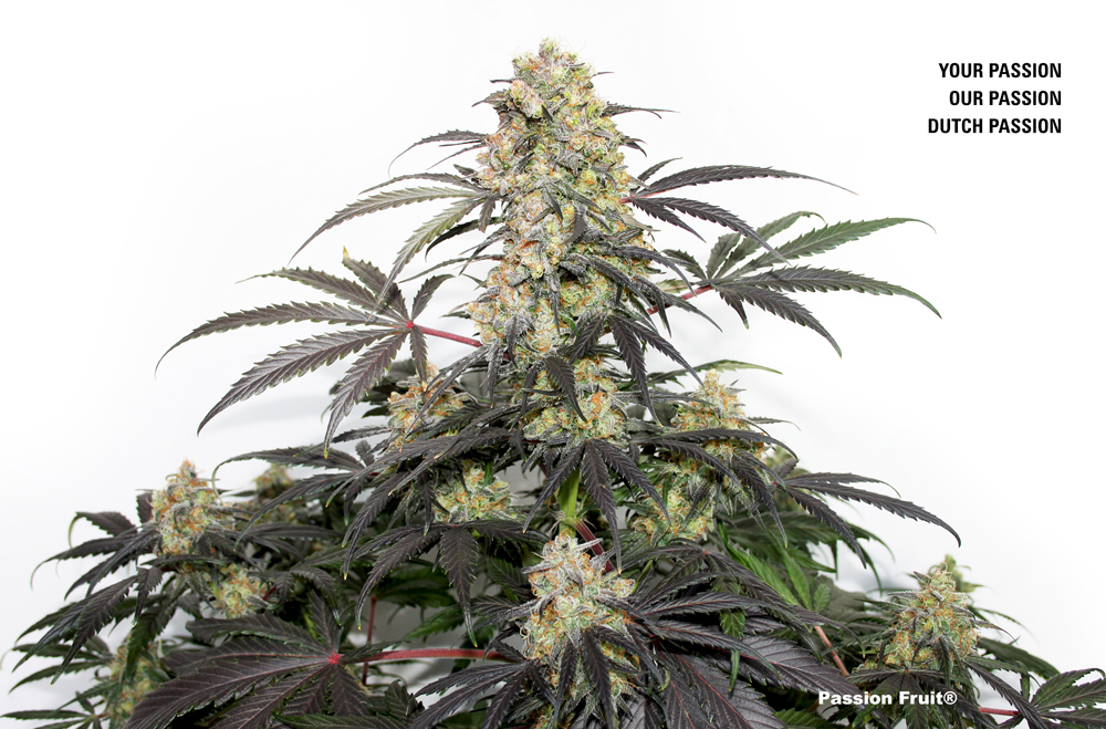 Passion Fruit Dutch Passion