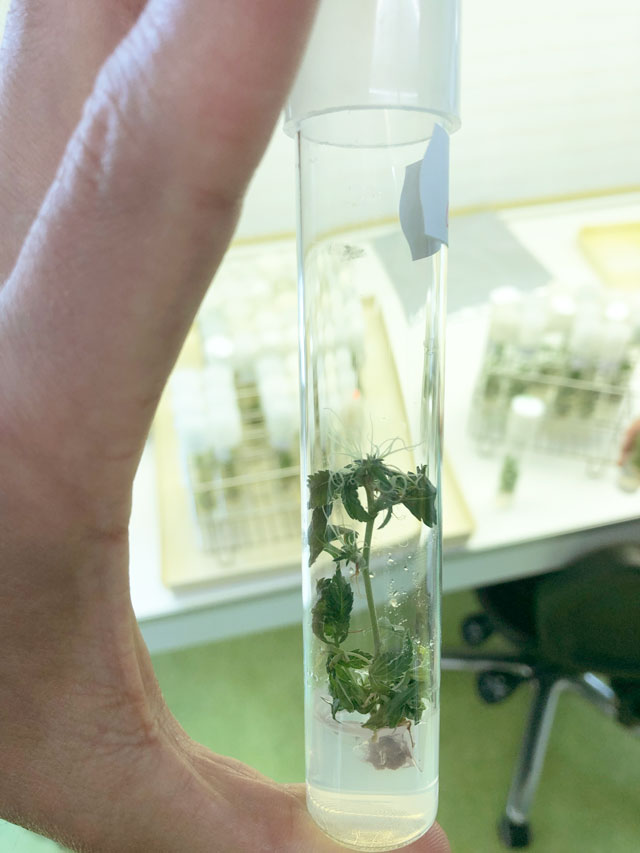 lab-tube-shows-cannabis-plant 