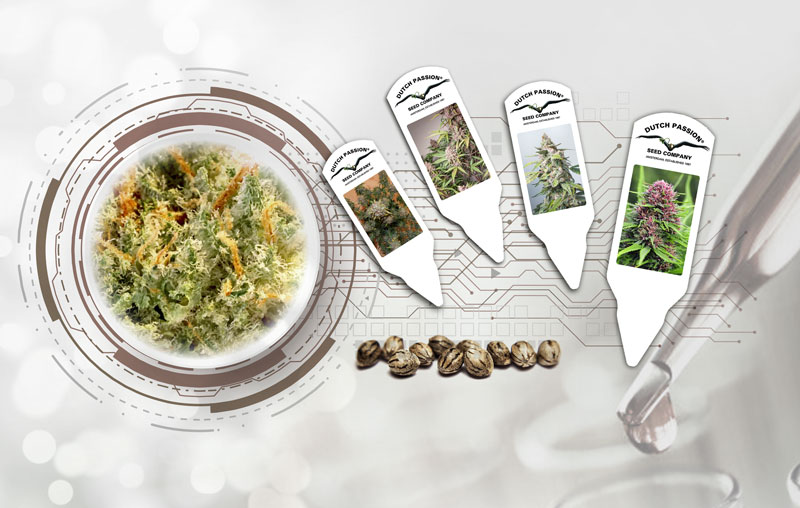 new research changes cannabis genetics