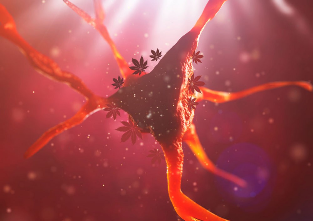 Hoelang blijft THC in je systeem? | Dutch Passion