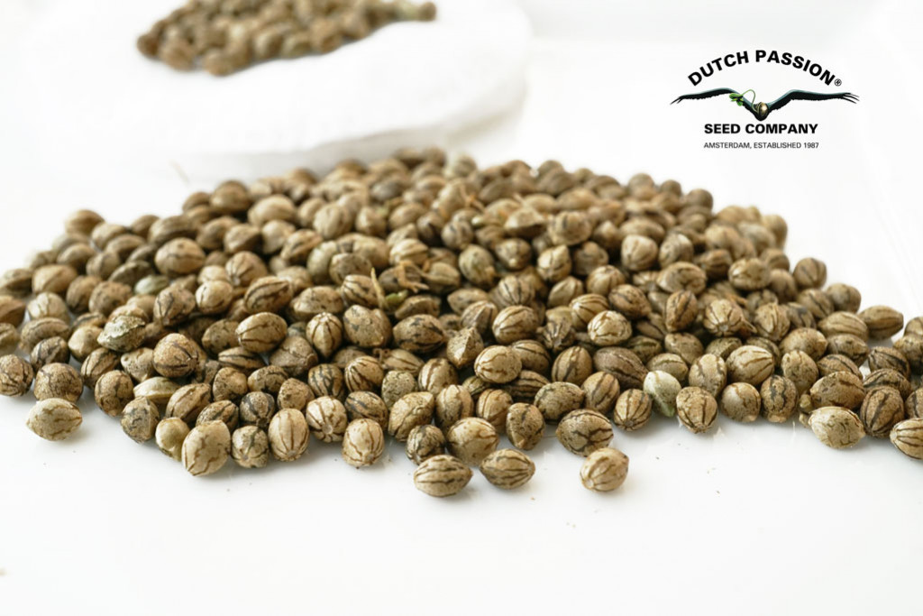 Buying Cannabis Seeds in Bulk (Ultimate Guide) Dutch Passion UK