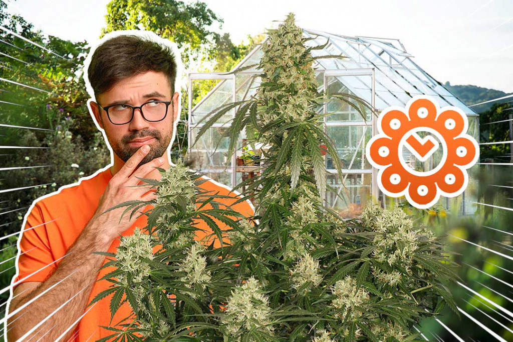Warum blüht meine OutdoorCannabispflanze zu früh? Dutch Passion