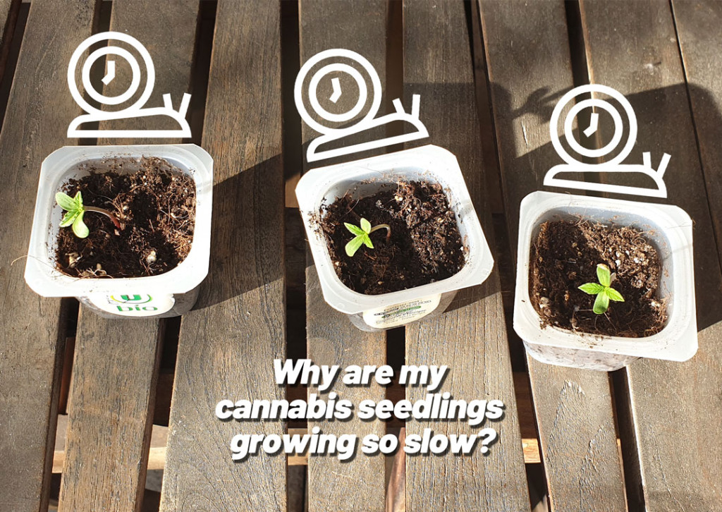 Seedling Growing Slowly