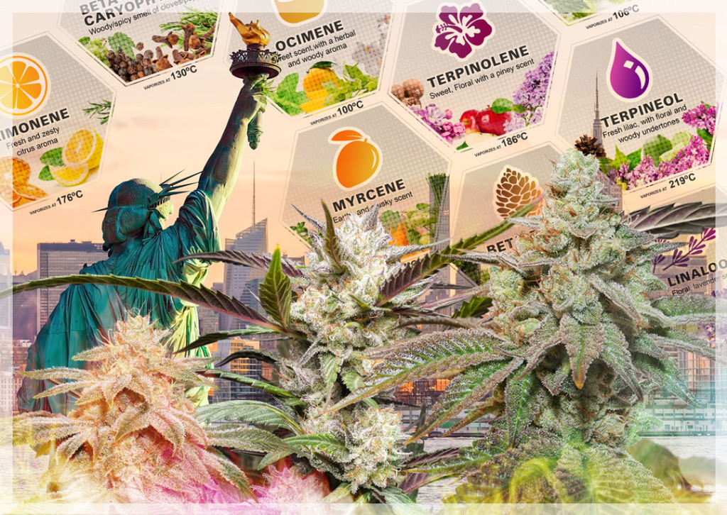 How to maximise the production of terpenes in cannabis