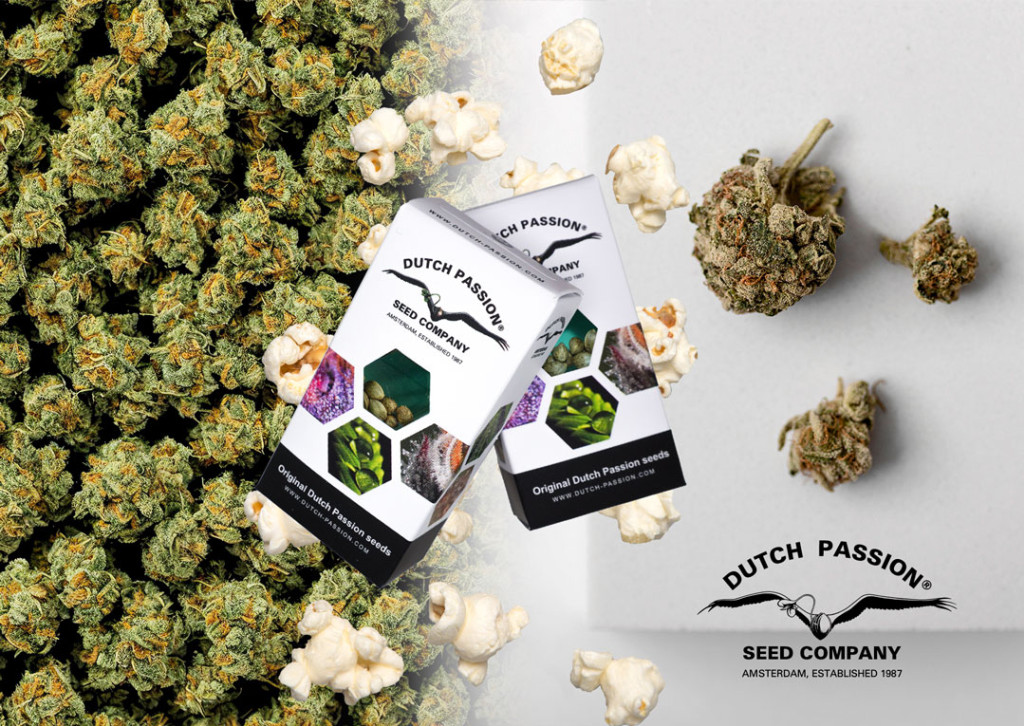 What are Popcorn Buds and How to Prevent Them Dutch Passion