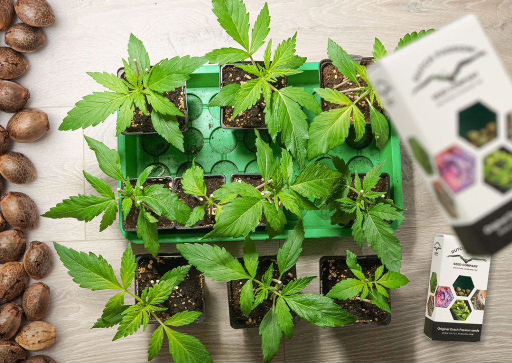 Wie viele Samen benötigt man, um Cannabis anzubauen? Dutch Passion