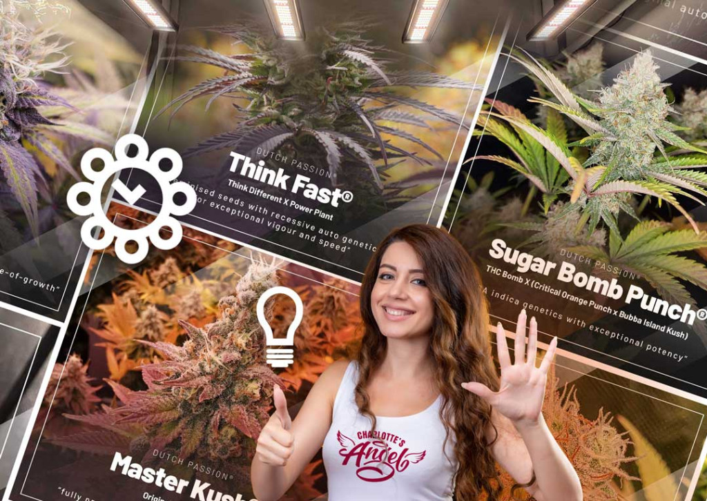 Top 5 Easiest Feminised Seeds to Grow Indoors Dutch Passion