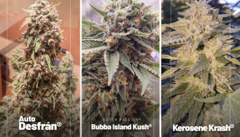 Best cannabis seed reviews of July 2022