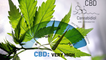 What is a high amount of CBD for cannabis?