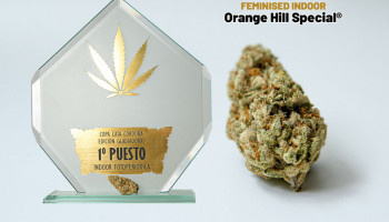 Orange Hill Special and Blueberry awarded at Copa Cata