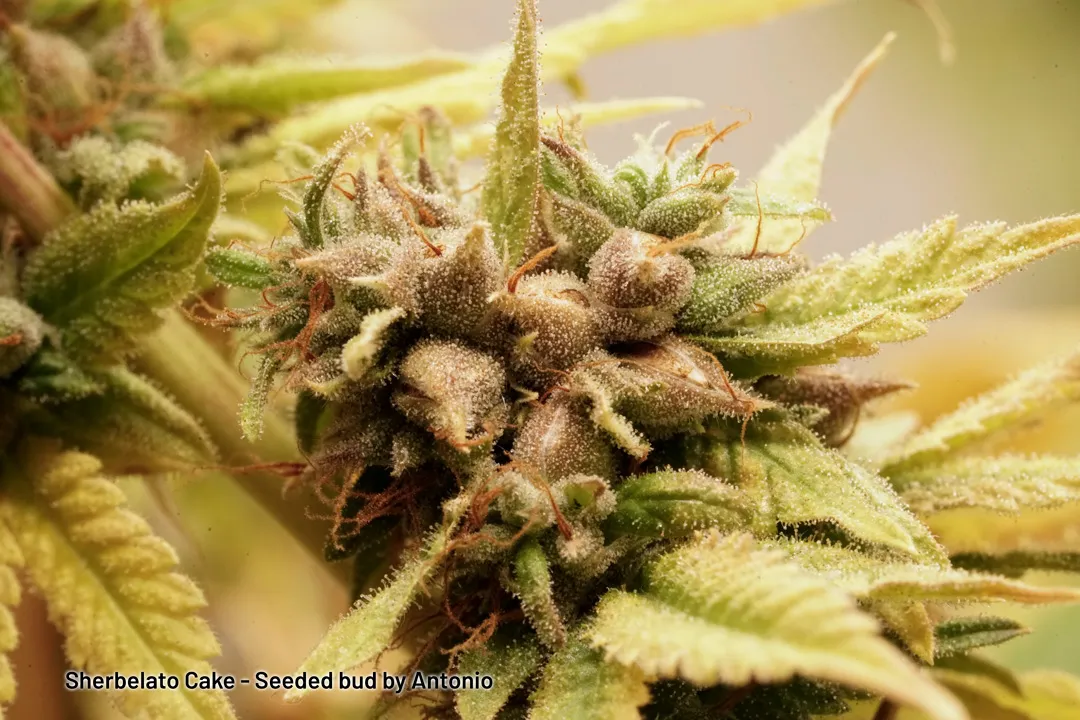 Sherbelato Cake seeded bud by Antonio