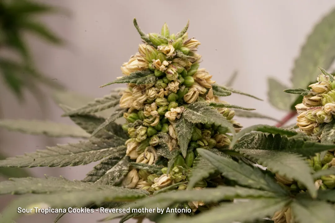 Sour Tropicana Cookies reversed mother by Antonio