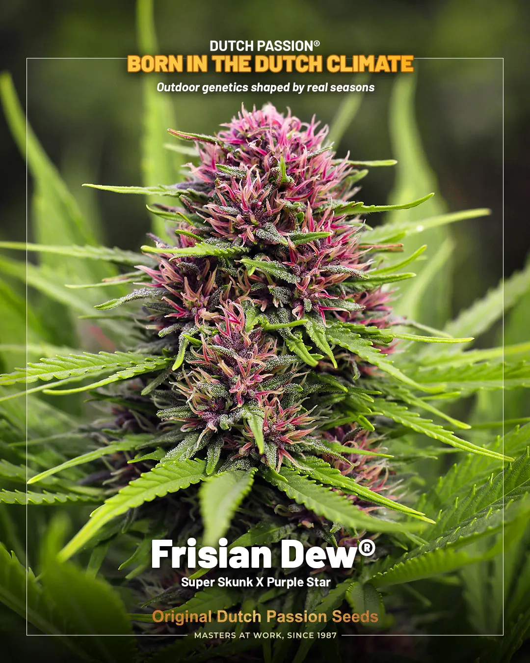 Frisian Dew