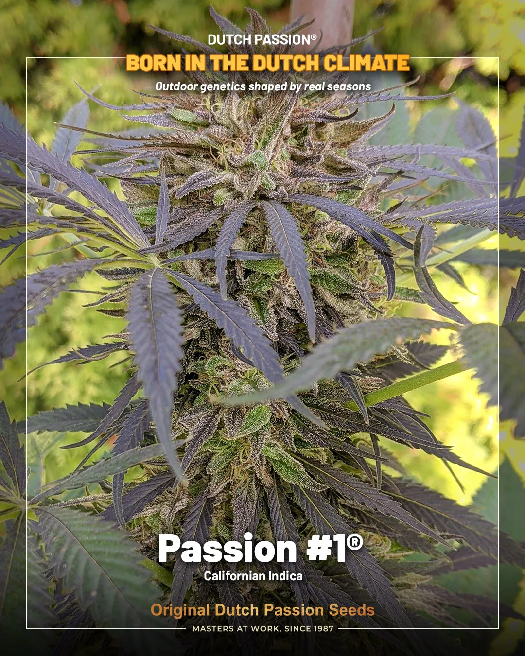 Passion #1
