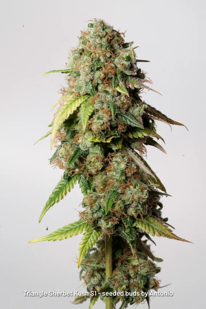 Triangle Sherbet Kush S1 seeded buds by Antonio