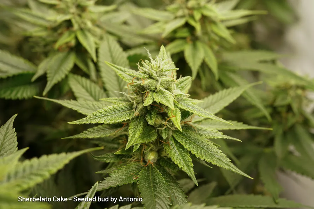 Sherbelato Cake seeded bud by Antonio
